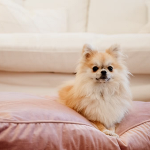 Legowisko Pillow Velvet Róż