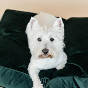 Legowisko Pillow Velvet Zieleń