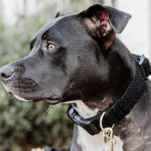 Obroża Teddy Fleece