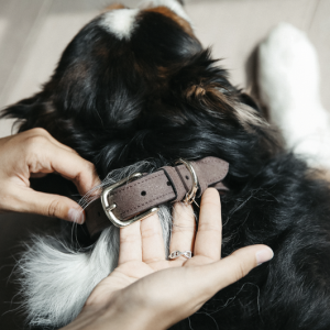 Obroża Velvet Leather