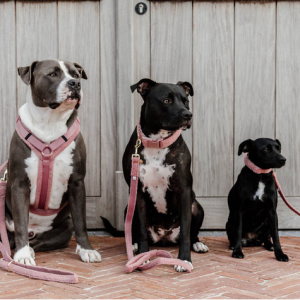 Smycz Teddy Fleece 2m