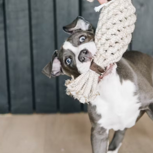 Zabawka dla psa w kształcie ananasa